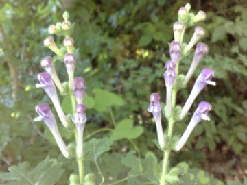 Scutellaria columnae